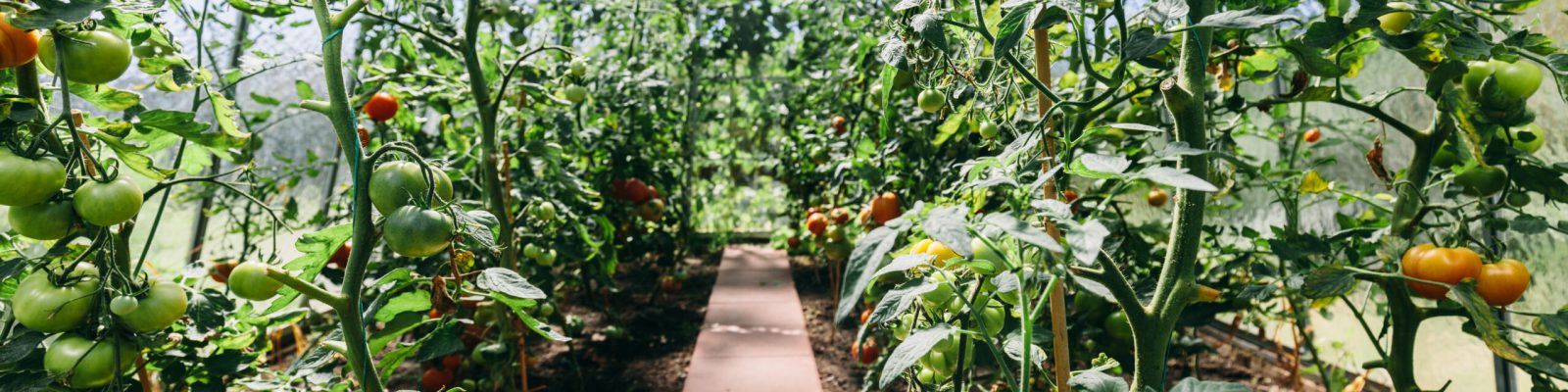 Backyard greenhouse with tomato growing. Ripening tomatoes