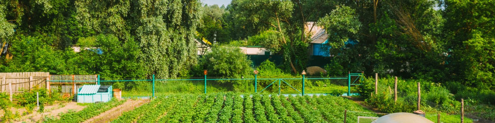 Elevated View Of Vegetable Garden In Small Town Or Village. Potato Plantation And Greenhouse At Summer Evening. Village Garden Beds.