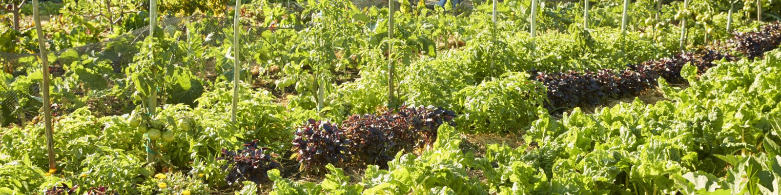 Fresh Produce Being Grown On Community Allotment