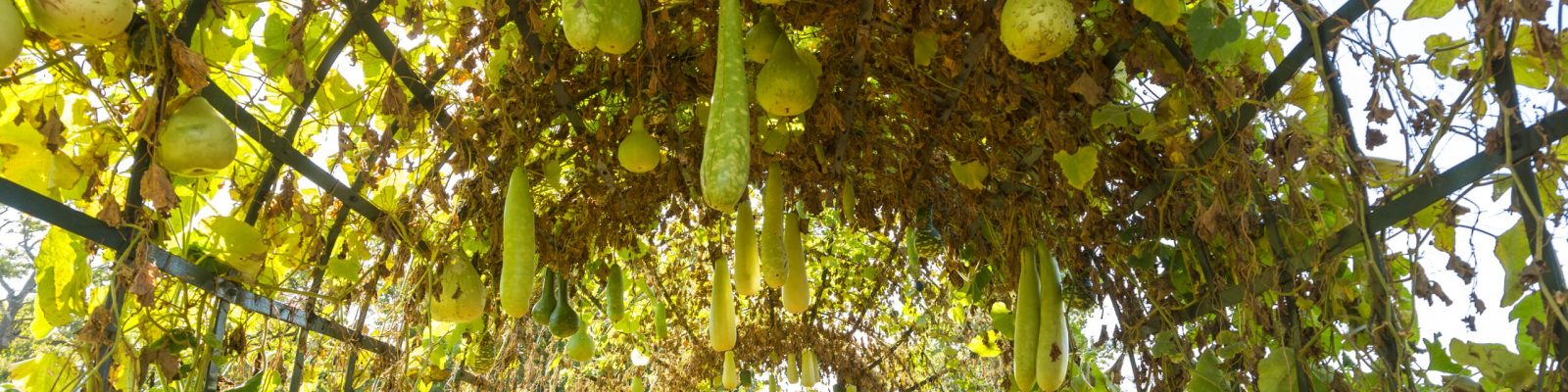 Variety of gourds growing on an arbour in a sunny garden.